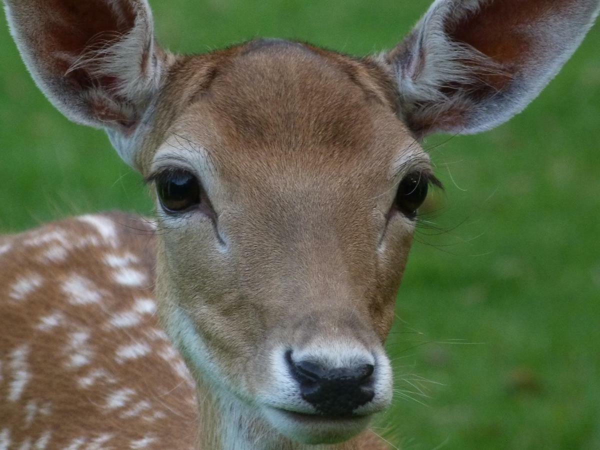B&B Landgoed Sonneborghe Kollumerzwaag Luaran gambar